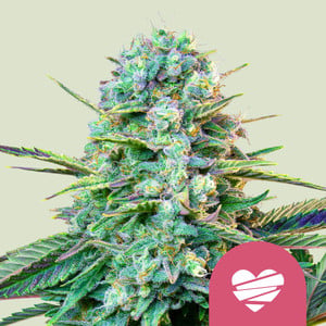 Wedding Crasher von Royal Queen Seeds
