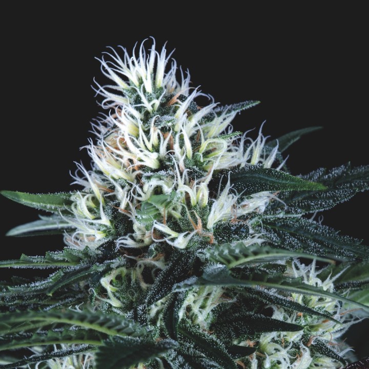 Wembley Fast Pyramid Seeds