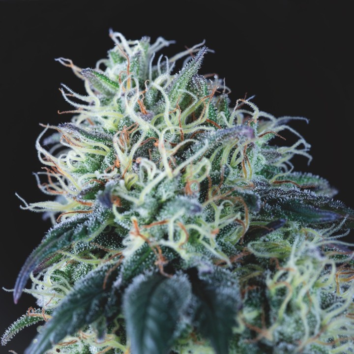 Wembley Pyramid Seeds
