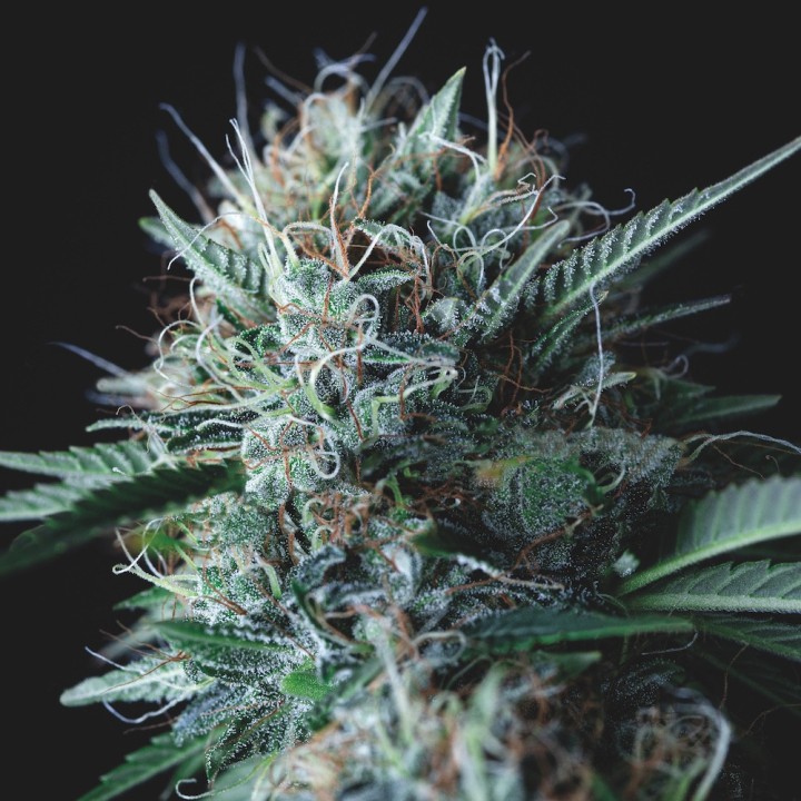 Wembley x Mendocino Pyramid Seeds