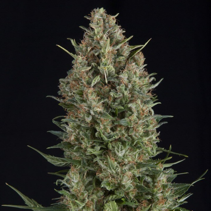 Wembley Pyramid Seeds