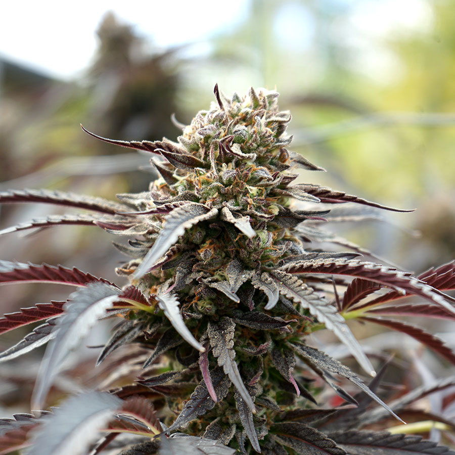 White Runtz Fast Flowering von Humboldt Seed Organisation