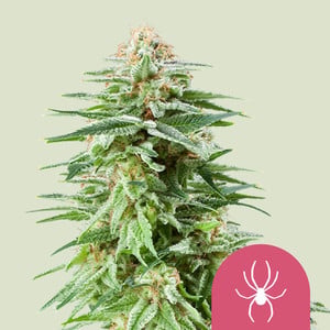White Widow 1 St. Royal Queen Seeds