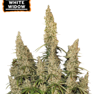 White Widow Auto von Seedstockers