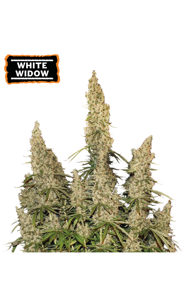 White Widow Auto von Seedstockers