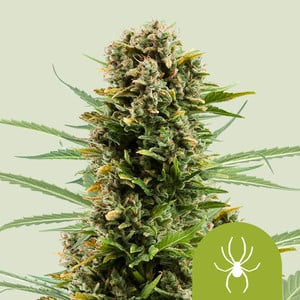 White Widow Auto von Royal Queen Seeds