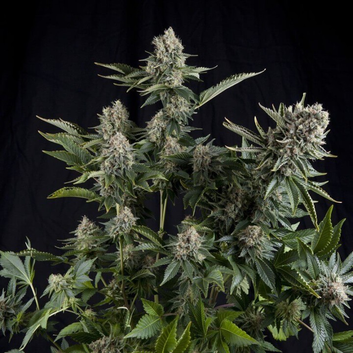 White Widow CBD Pyramid Seeds