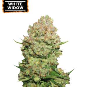 White Widow von Seedstockers