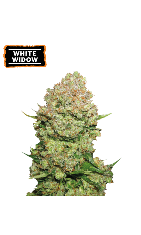White Widow von Seedstockers
