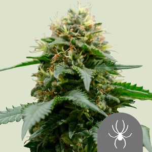 White Widow Regular von Royal Queen Seeds