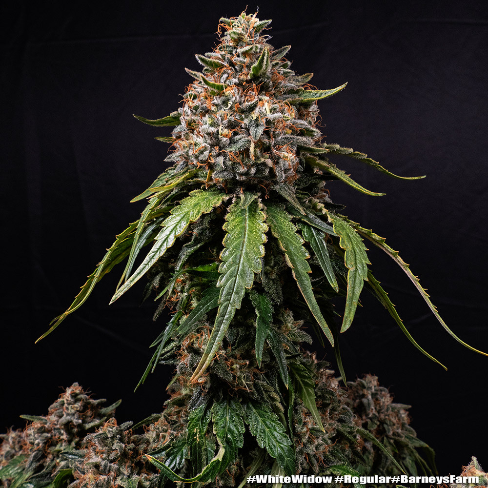 White Widow Barney's Farm