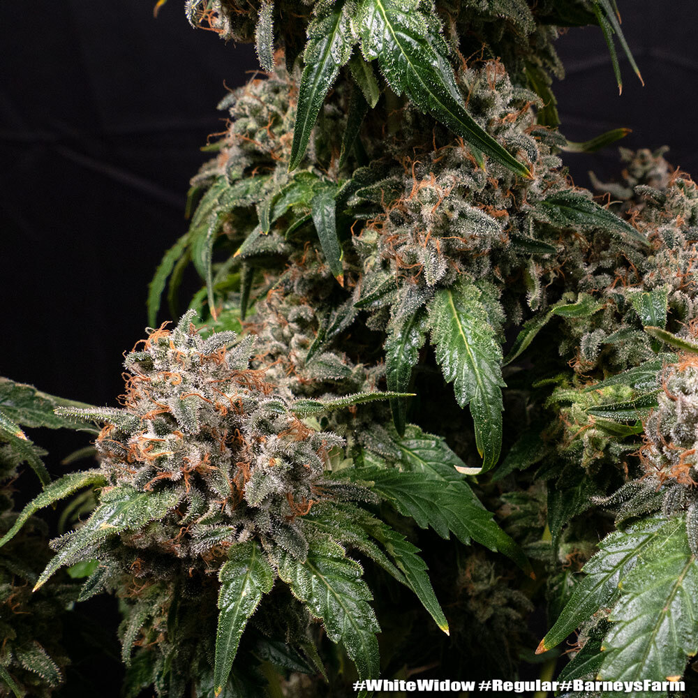White Widow Barney's Farm