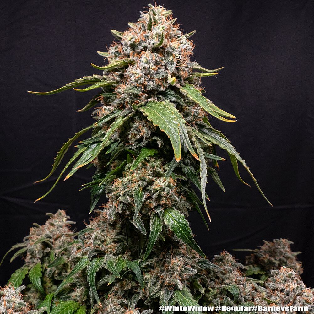White Widow Barney's Farm