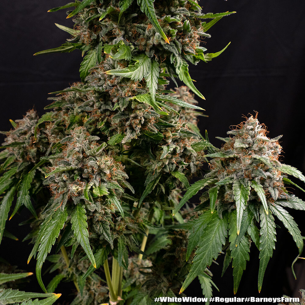 White Widow Barney's Farm