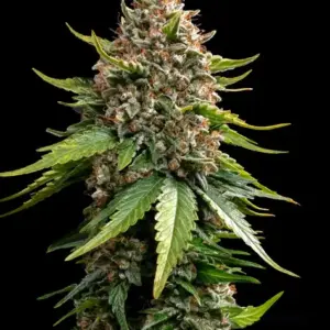 White Widow XXL Auto Barney's Farm