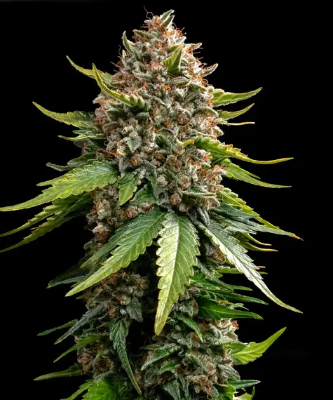 White Widow XXL Auto Barney's Farm