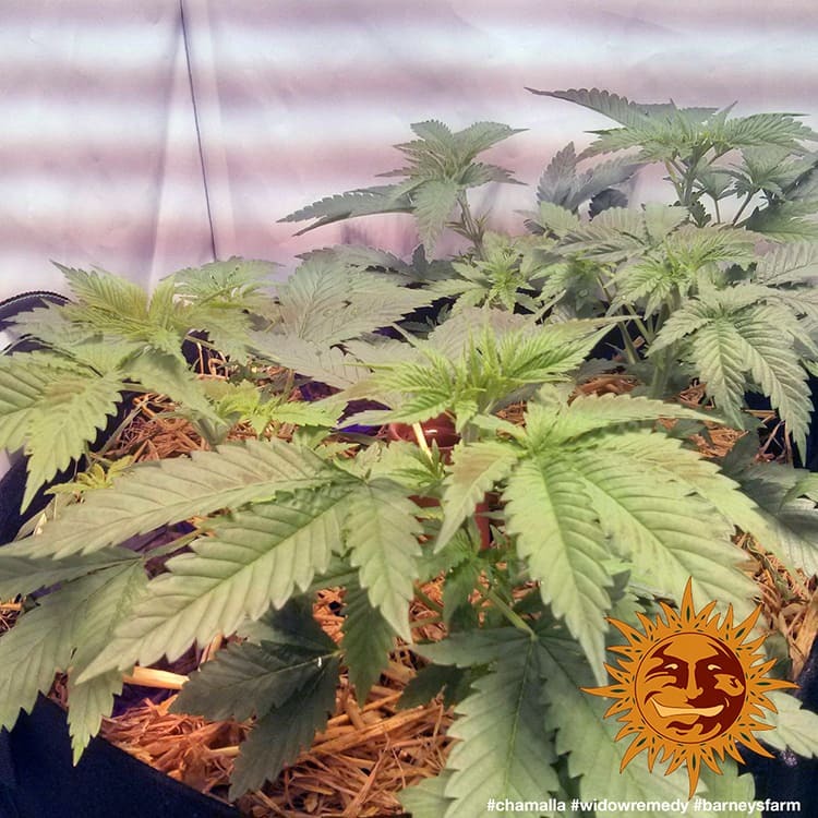 Widow Remedy Barney's Farm