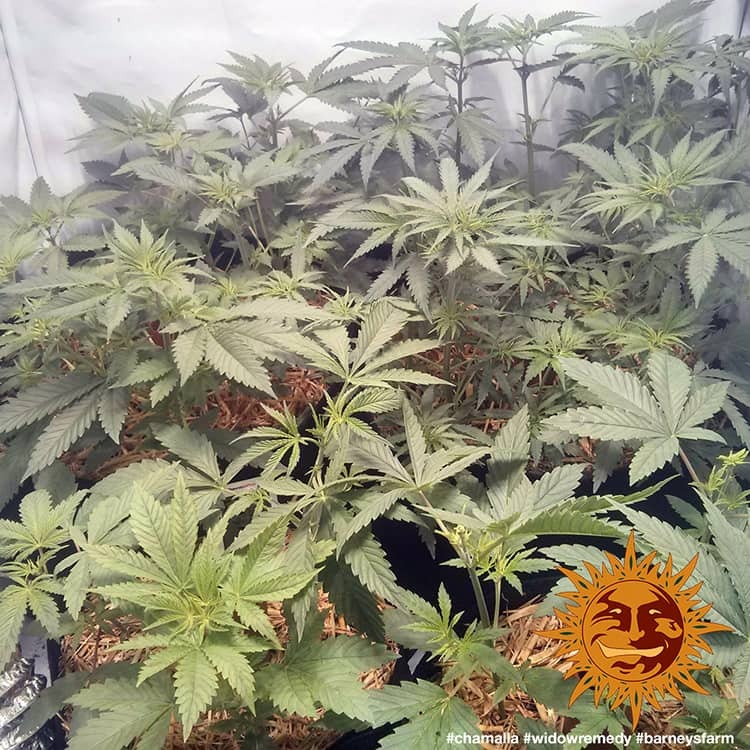 Widow Remedy Barney's Farm