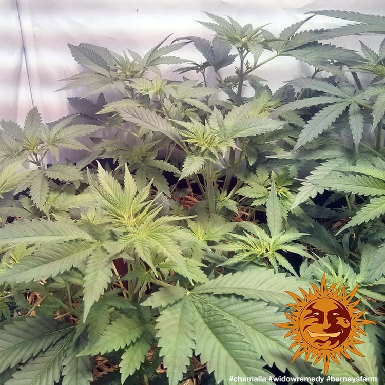 Widow Remedy Barney's Farm