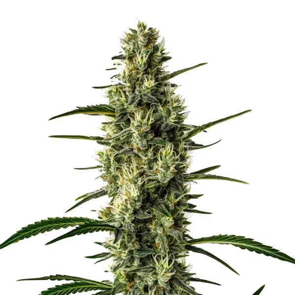 Cr + Blimburn Seeds