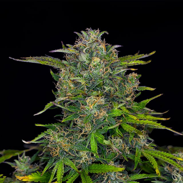 Zkittlez Auto von Kannabia Seed Company