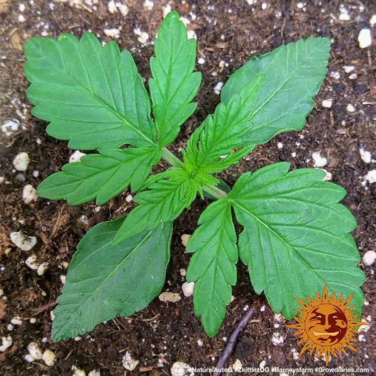 Original Z OG Auto Barney's Farm