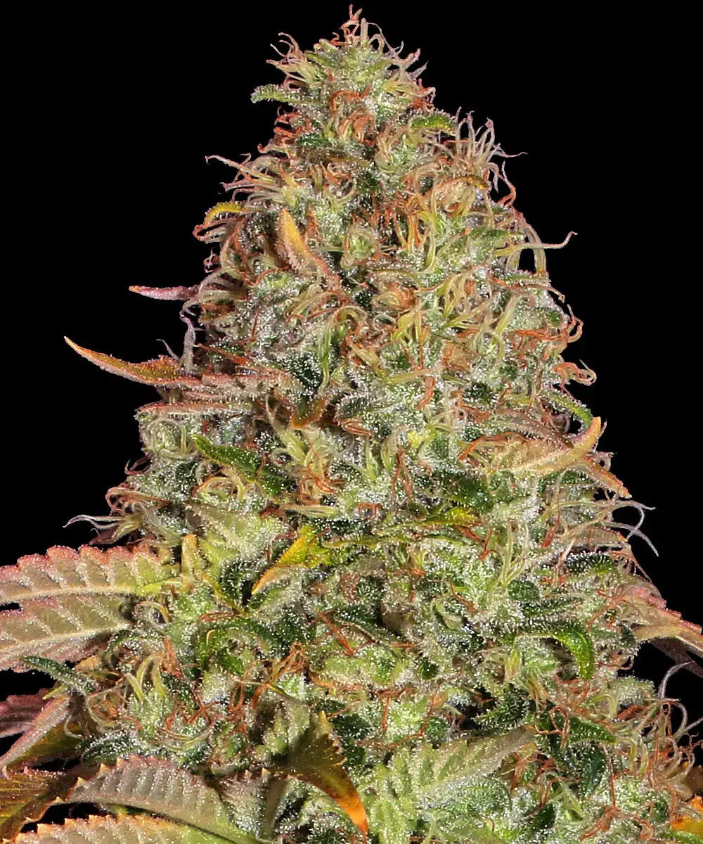 Original Z OG Auto Barney's Farm