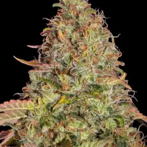 Original Z OG Auto Barney's Farm
