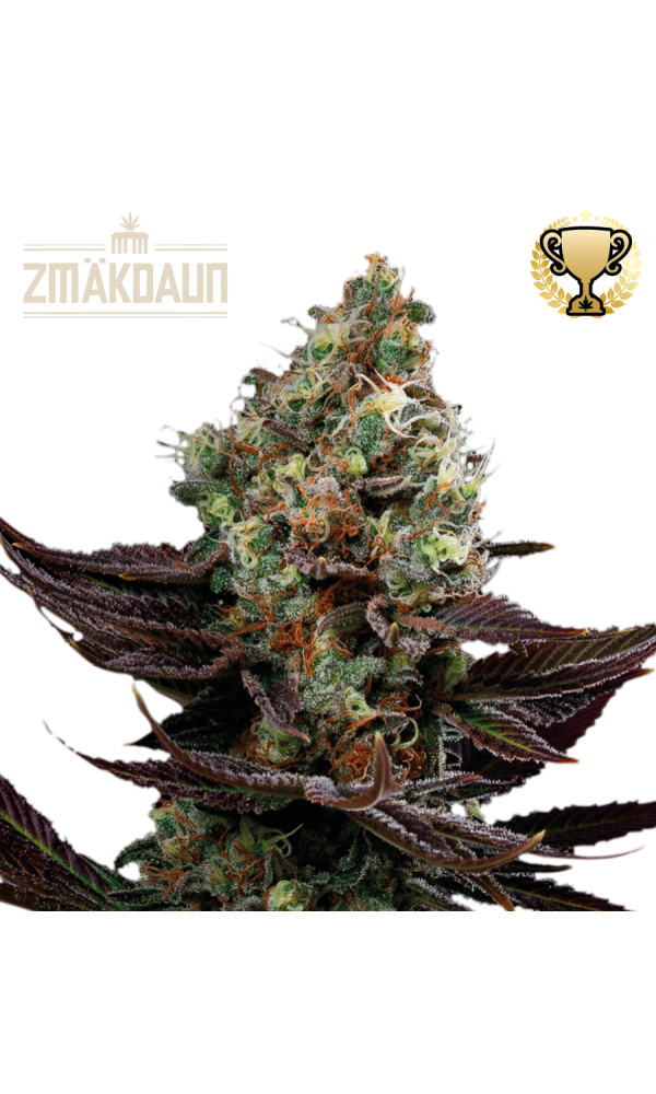 Zmäkdaun Outdoor von Seedstockers