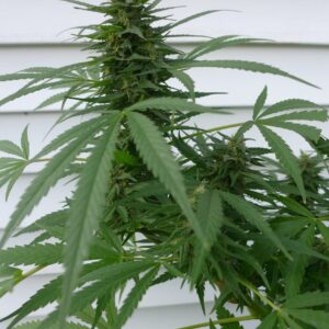 ASH (Afghan Skunk x Afghan Haze) von Mr Nice