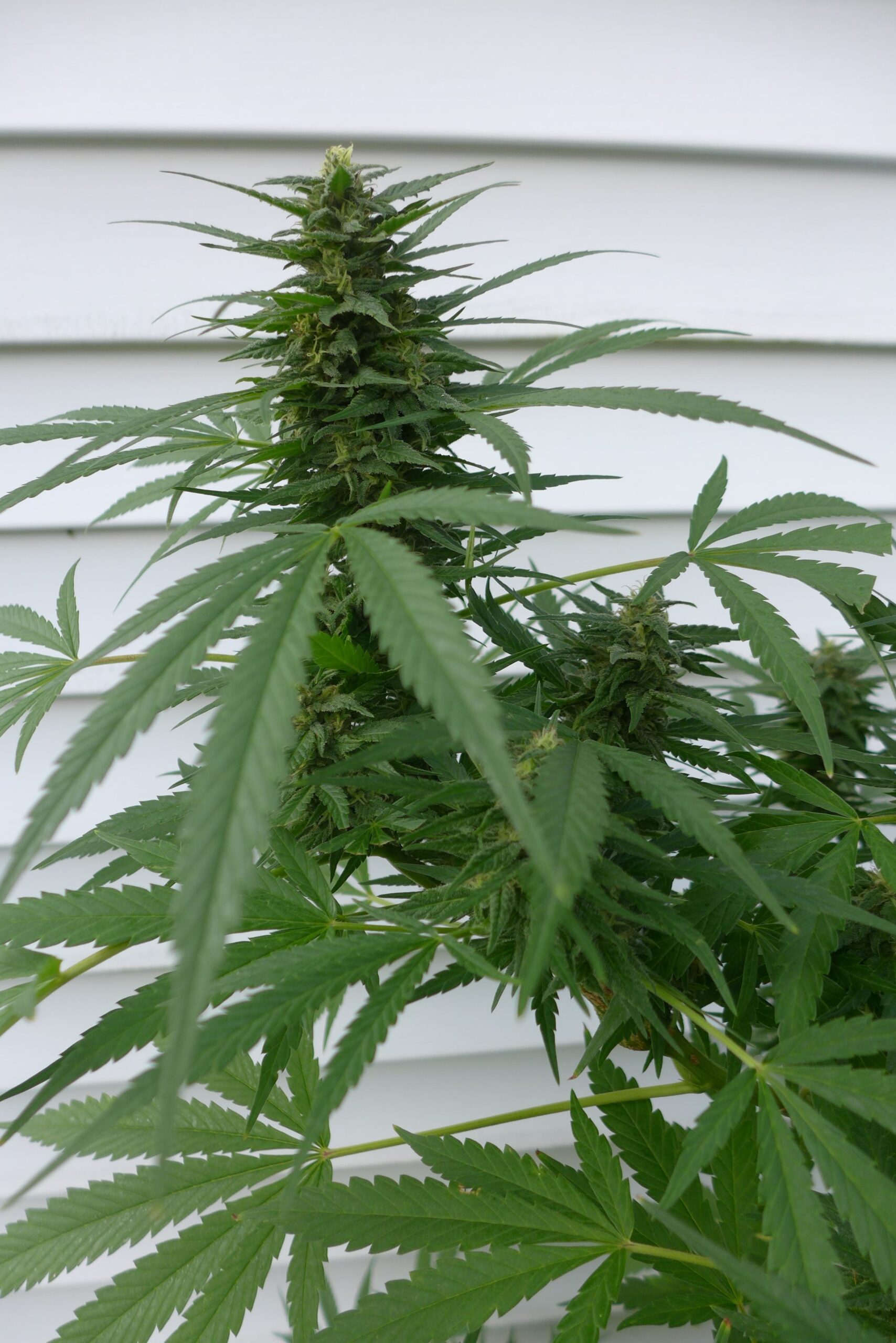 ASH (Afghan Skunk x Afghan Haze) von Mr Nice