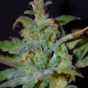 Auto AK von Female Seeds