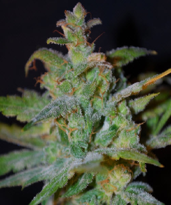 Auto AK von Female Seeds