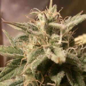 Auto Bubble von Female Seeds