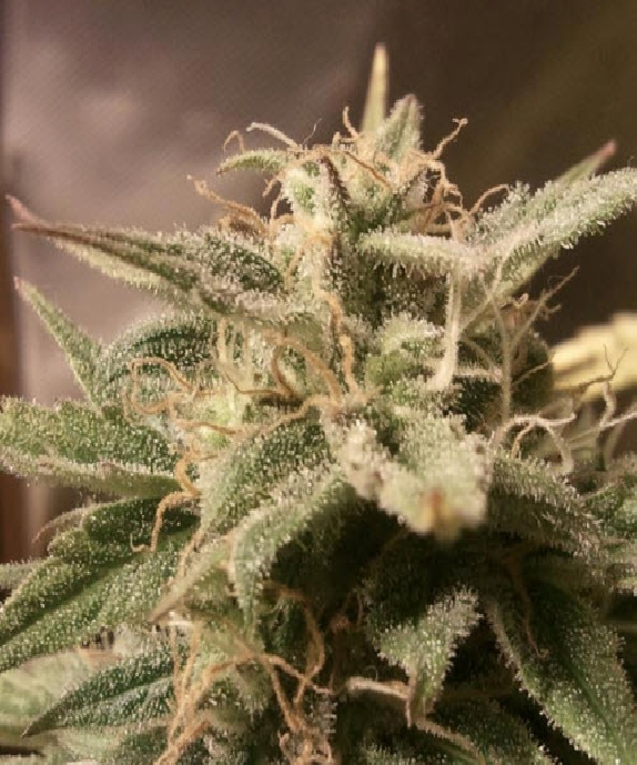 Auto Bubble von Female Seeds
