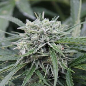 Auto NL von Female Seeds