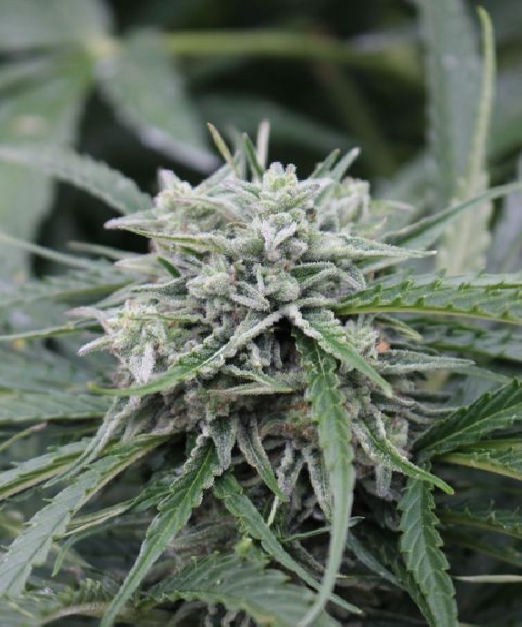 Auto NL von Female Seeds