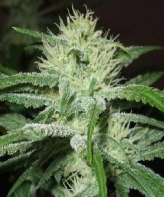 Auto Speed Bud von Female Seeds