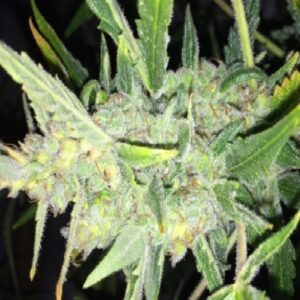 Auto White Widow x Big Bud von Female Seeds
