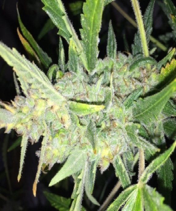 Auto White Widow x Big Bud von Female Seeds