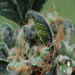 Blueberry Cheesecake von Female Seeds