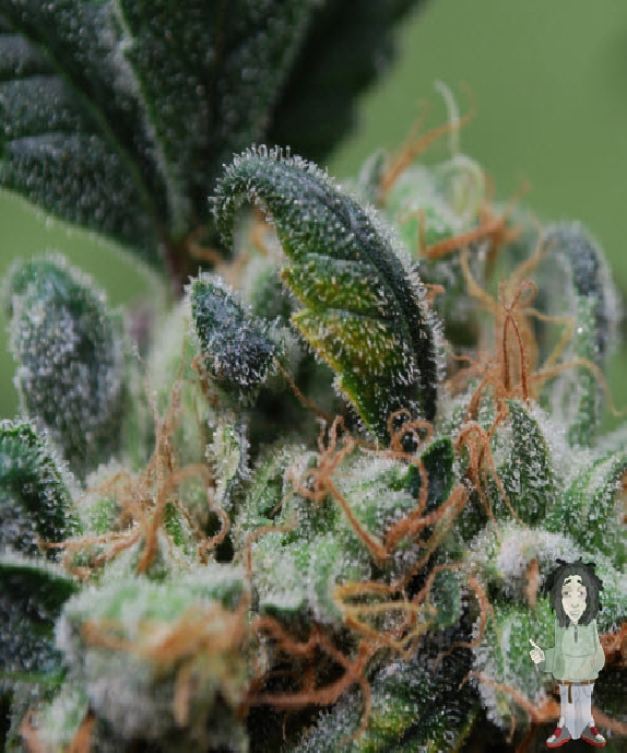 Blueberry Cheesecake von Female Seeds
