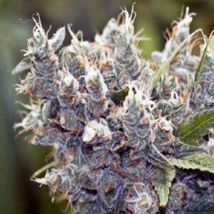 Bubblegummer von Female Seeds