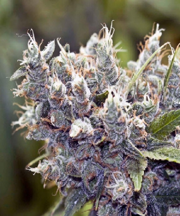 Bubblegummer von Female Seeds
