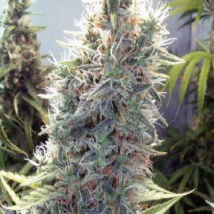 C99 von Female Seeds