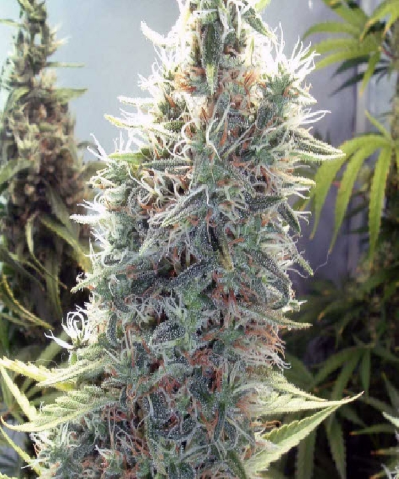 C99 von Female Seeds