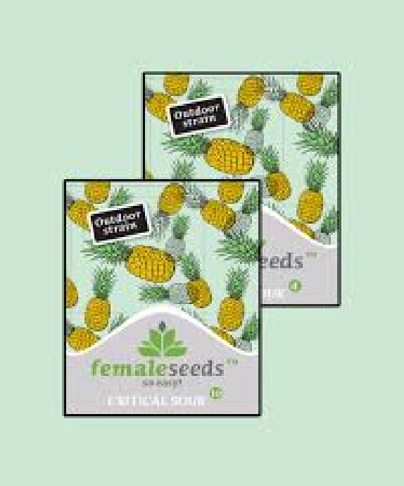 Critical Sour von Female Seeds