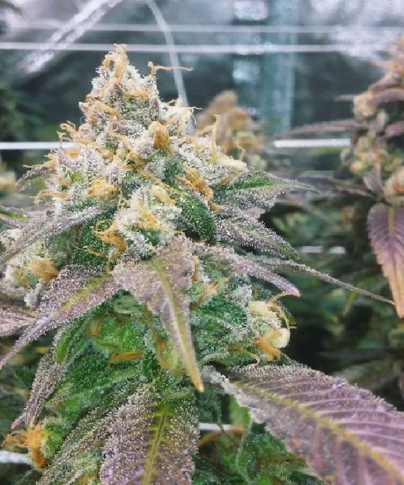 Dream Berry von Female Seeds