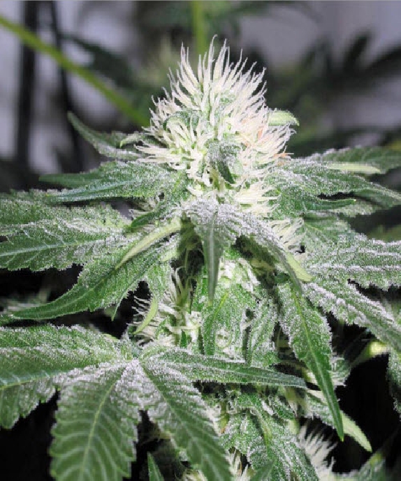 ICE von Female Seeds