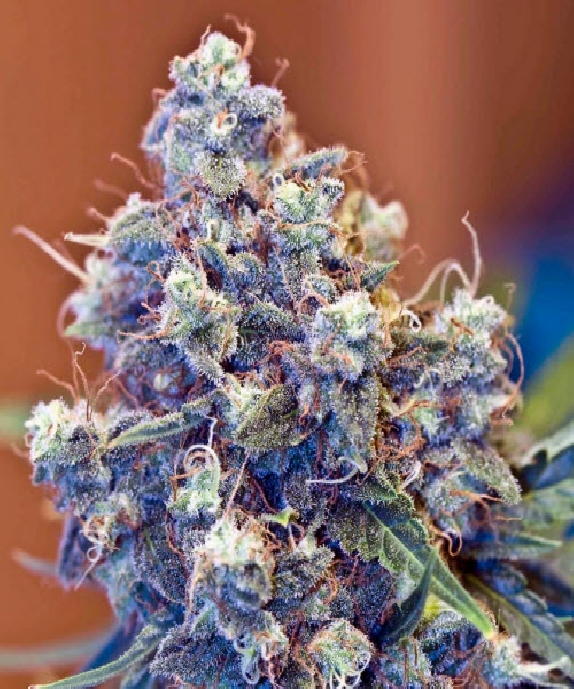 Iced Grapefruit von Female Seeds